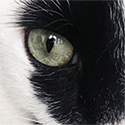 lydie_t's avatar
